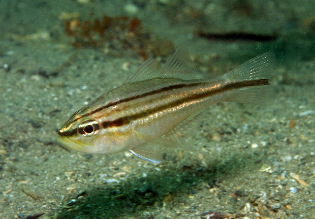 Apogon fasciatus